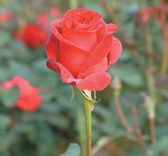 �涷ţ�ַ���Ƶ���ƽ�۸�����ۼƵ���27% ���չ��ܿ�ɥʧ...